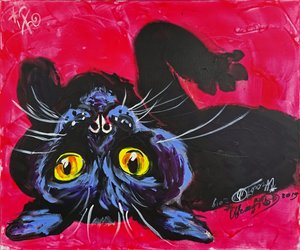 Il gatto nero curioso