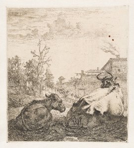 Mucca sdraiata con vitello