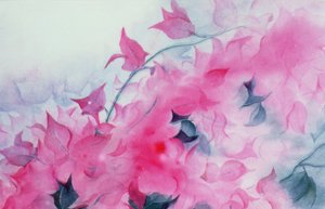 Bougainvillea