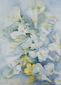 Freesia Eldus, bianco gigante