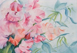 Lathyrus Odoratus, Pisello odoroso (orizzontale) da Karen Armitage