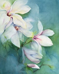 Magnolia dedudata da Karen Armitage