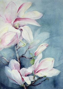 Magnolia Soulangeana (verticale)