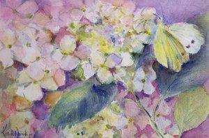Farfalla gialla pallida, Colias Hyale su ortensia