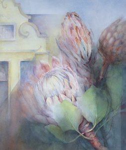 Protea a Stellenbosch
