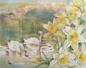 Cigni a Hurst