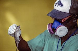 Tecnico di laboratorio che tiene un ratto di Lassa e indossa una maschera per prevenire la febbre di Lassa da Karen Kasmauski