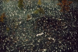 Renna contaminata dalle radiazioni di Chernobyl da Karen Kasmauski