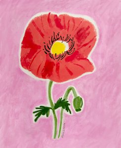 Fiore di papavero rosso