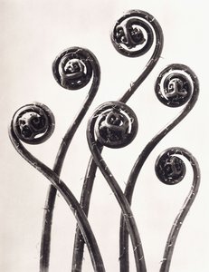 Adiantum Pedatum - Felce americana