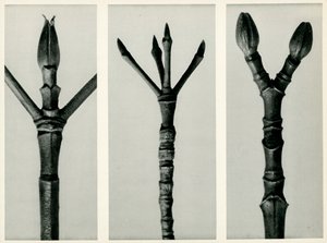 Cornus Nuttallii, 1929 da Karl Blossfeldt