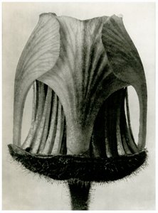 Geum Rivale, 1929 da Karl Blossfeldt