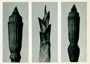 Equiseto, 1929