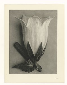 Studi di piante da Karl Blossfeldt