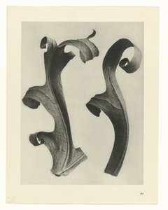Studi di piante da Karl Blossfeldt