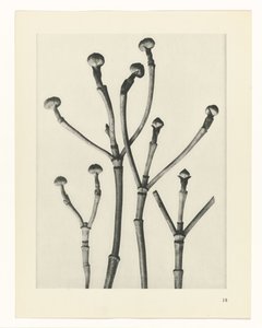 Studi di piante da Karl Blossfeldt
