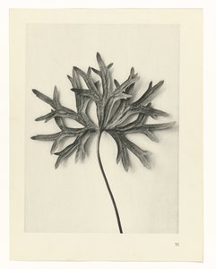 Studi di piante (serie Urformen der Kunst: immagini fotografiche di piante) da Karl Blossfeldt