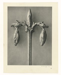 Studi di piante (serie Urformen der Kunst: immagini fotografiche di piante)