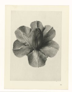 Studi di piante (serie Urformen der Kunst: immagini fotografiche di piante) da Karl Blossfeldt