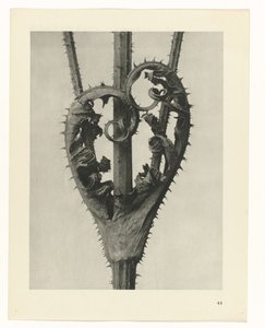 Studi di piante (serie Urformen der Kunst: immagini fotografiche di piante) da Karl Blossfeldt