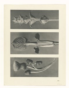 Studio di piante da Karl Blossfeldt