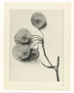 Studio di piante da Karl Blossfeldt