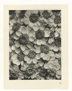 Studio di piante da Karl Blossfeldt