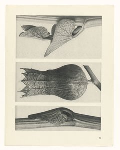 Studio di piante da Karl Blossfeldt