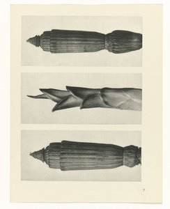 Studio di piante da Karl Blossfeldt