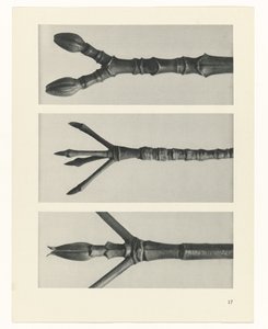 Studio di piante da Karl Blossfeldt