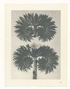 Studio di piante da Karl Blossfeldt