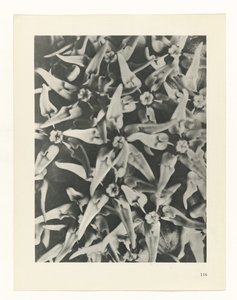 Studio di piante da Karl Blossfeldt