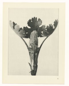 Studio di piante da Karl Blossfeldt