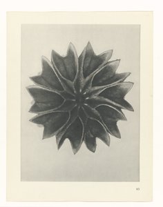 Studio di piante da Karl Blossfeldt