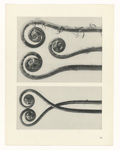 Studio di piante
