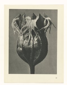 Studio di piante da Karl Blossfeldt