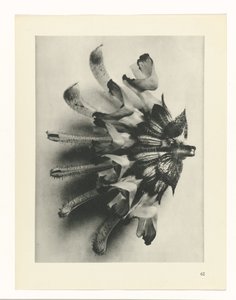 Studio di piante da Karl Blossfeldt