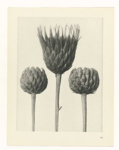 Studio di piante da Karl Blossfeldt