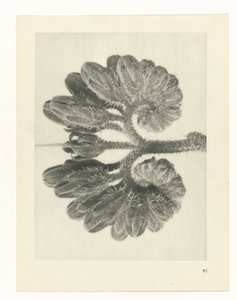 Studio di piante da Karl Blossfeldt