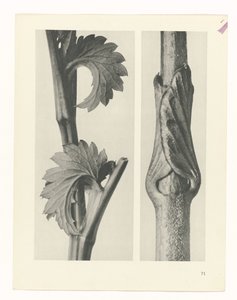 Studio di piante (serie Urformen der Kunst) da Karl Blossfeldt