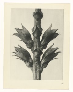 Studio di piante (serie Urformen der Kunst)