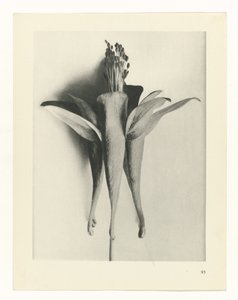Studio di piante (serie Urformen der Kunst) da Karl Blossfeldt