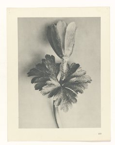 Studio di piante (serie Urformen der Kunst) da Karl Blossfeldt