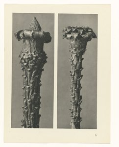 Studio di piante (serie Urformen der Kunst) da Karl Blossfeldt