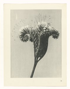 Studio di piante (serie Urformen der Kunst)