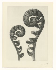 Studio di piante (serie Urformen der Kunst)