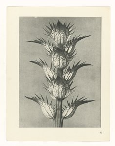 Studio di piante (serie Urformen der Kunst) da Karl Blossfeldt