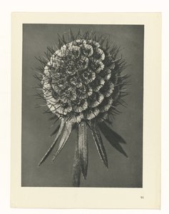 Studio di piante (serie Urformen der Kunst) da Karl Blossfeldt
