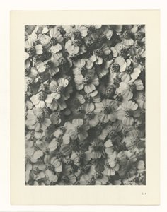 Studio di piante (serie Urformen der Kunst) da Karl Blossfeldt