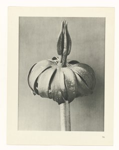Studio di piante (serie Urformen der Kunst) da Karl Blossfeldt